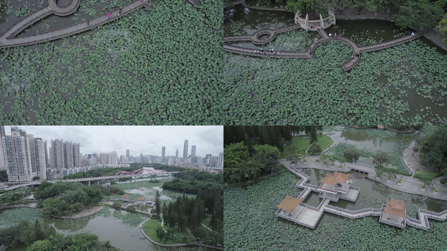 【4K正版】深圳洪湖公园航拍