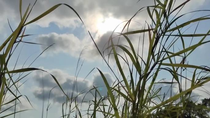 云草风吹野草摇摆太阳夏日时节夏风吹拂