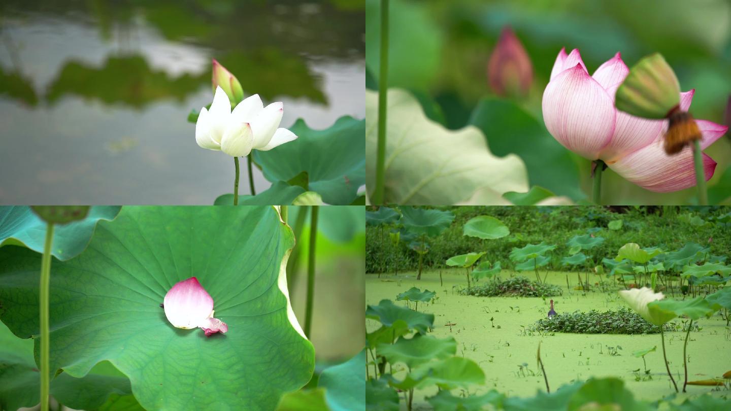 荷花素材