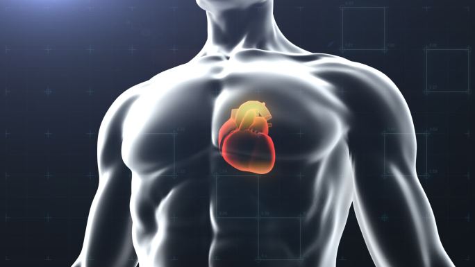 人体心脏模型动画