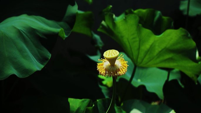 花开花谢 延时 唯美 实拍素材