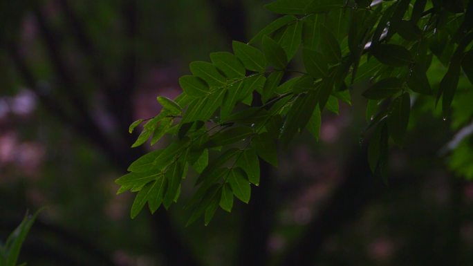 下雨天，雨打树叶