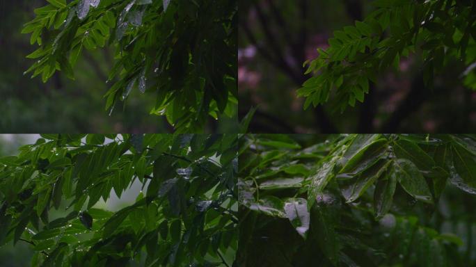 下雨天，雨打树叶