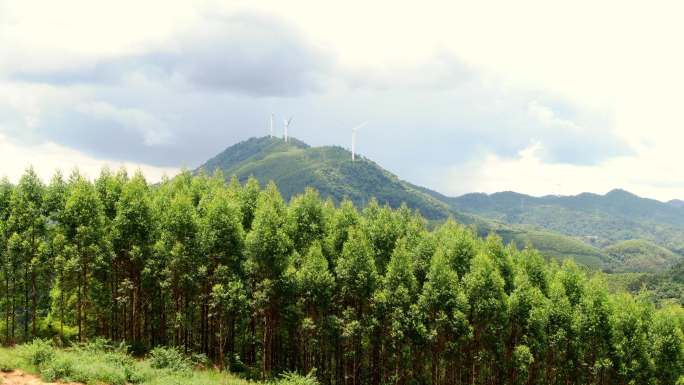 山林 速生桉 桉树林