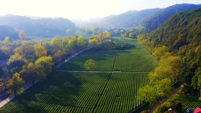 绿色山村生态茶园航拍