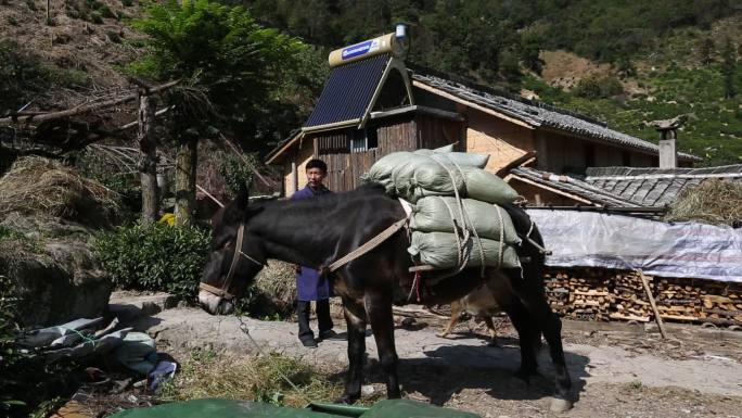 浙江山区高山茶园驴子骡子运送化肥货物素材