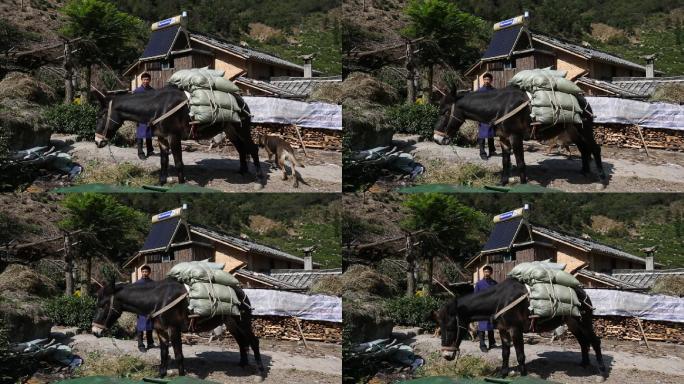 浙江山区高山茶园驴子骡子运送化肥货物素材