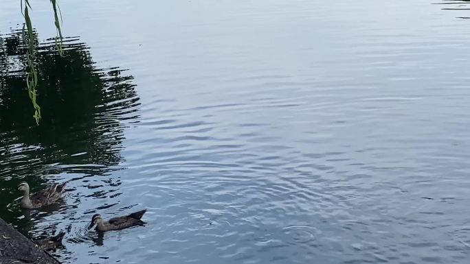 原创实拍西湖边鸭子