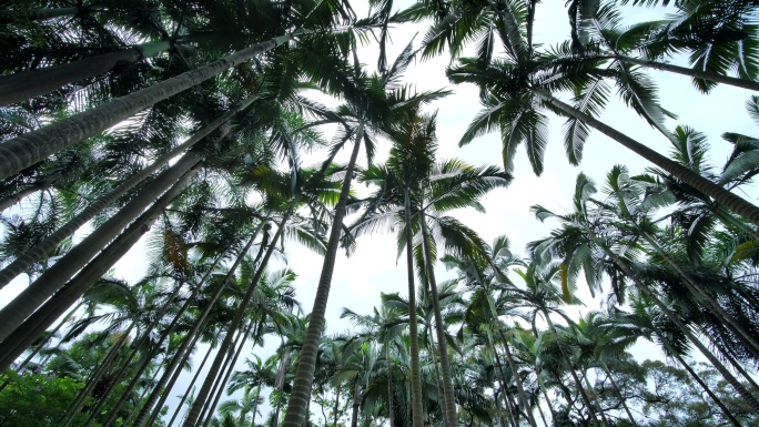 10bit422热带植物园高大的假槟榔树