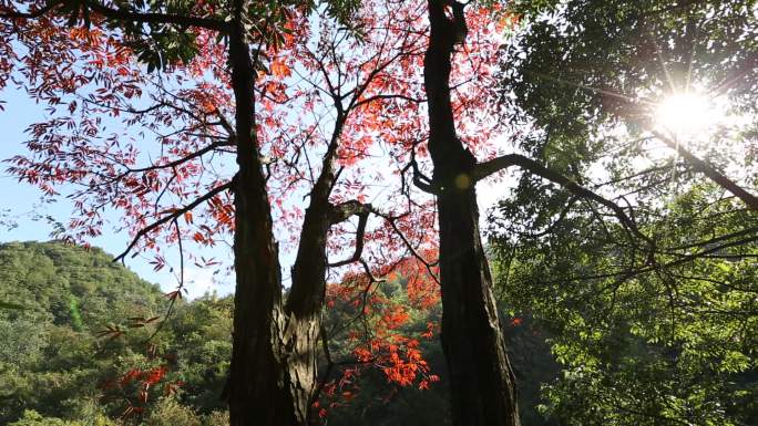 江南山区秋景秋天阳光树林红叶树叶
