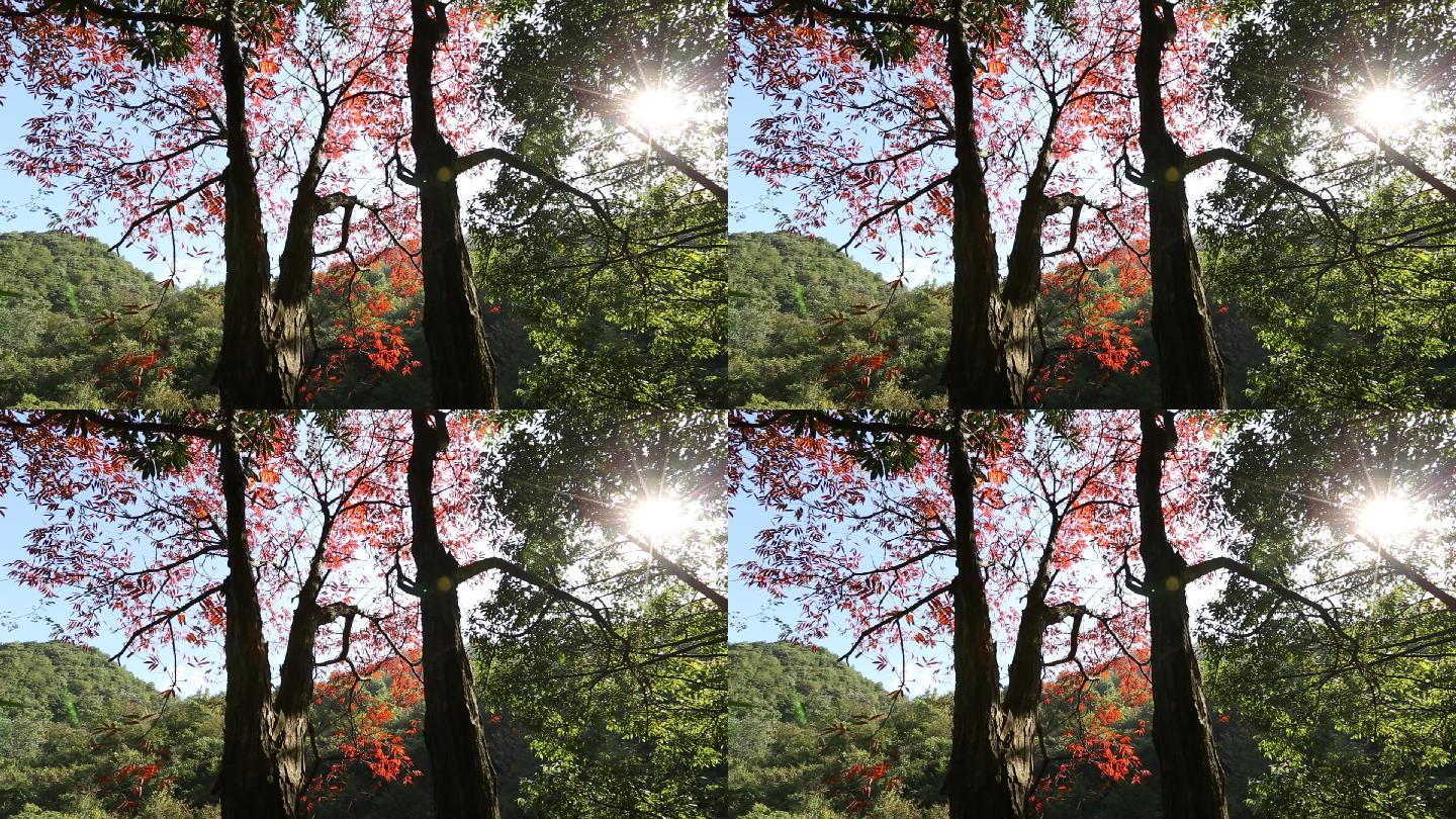 江南山区秋景秋天阳光树林红叶树叶