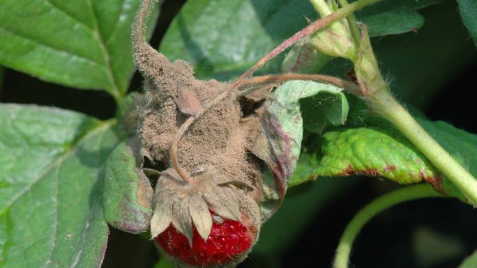 草莓灰霉病 病害 灰色霉层 果实 叶片