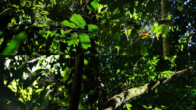 热带雨林树木植物