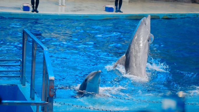 海洋馆海豚表演海豚训练水族馆杂技实拍素材