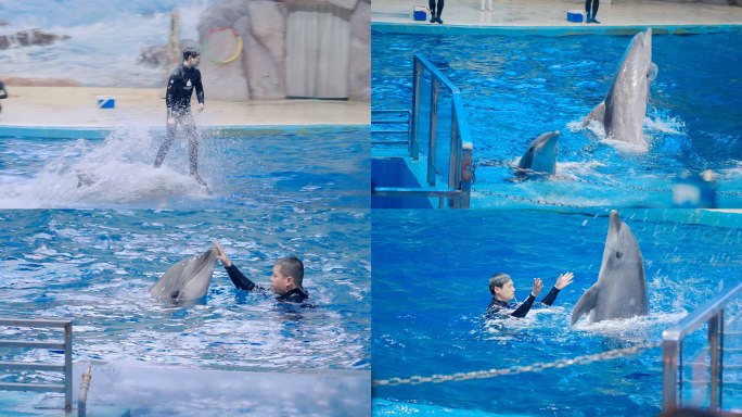 海洋馆海豚表演海豚训练水族馆杂技实拍素材