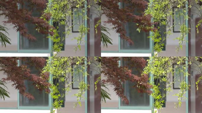 校园树叶窗户情绪镜头
