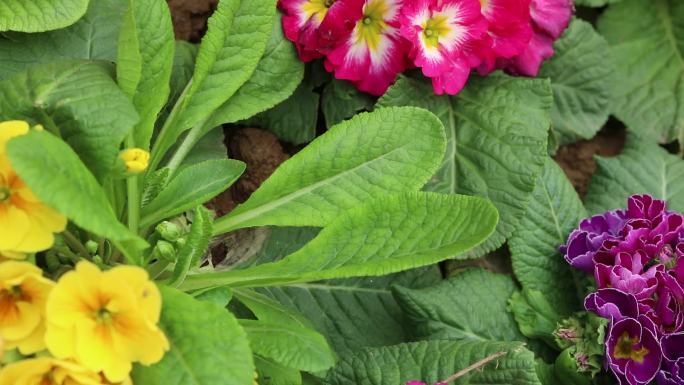 报春花 植株 花 花序 花朵 花蕾 叶片