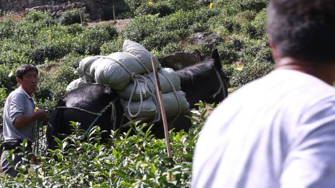 山区高山茶园茶山驴子骡子运输货物化肥