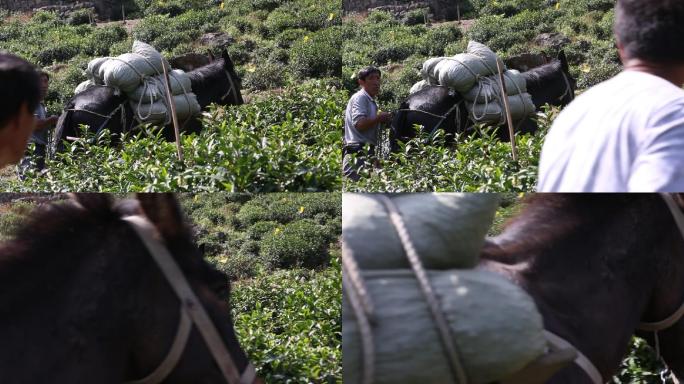 山区高山茶园茶山驴子骡子运输货物化肥