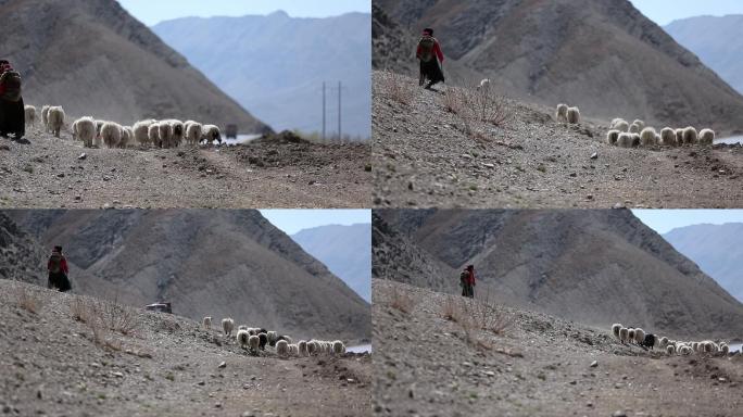 西藏高原乃钦康桑峰下的牧羊人