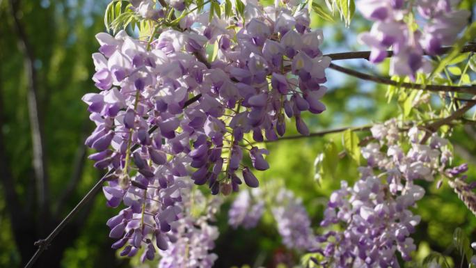 春天里公园盛开的紫藤花