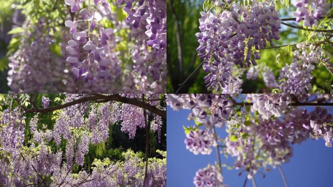 春天里公园盛开的紫藤花