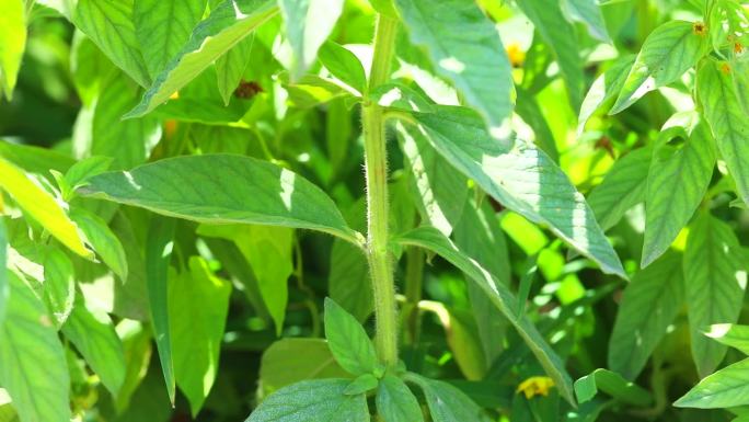 长梗过路黄 中草药 植株 花 叶 茎秆