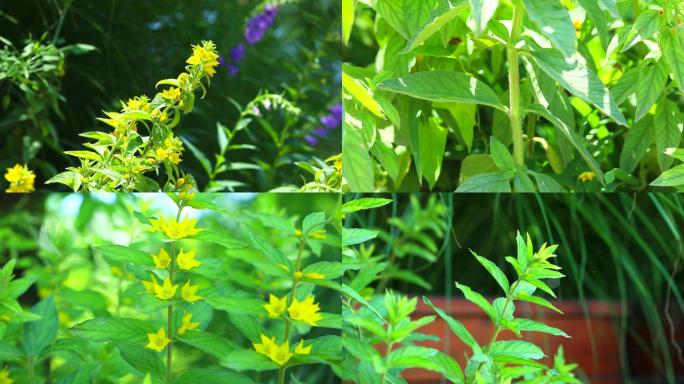 长梗过路黄 中草药 植株 花 叶 茎秆