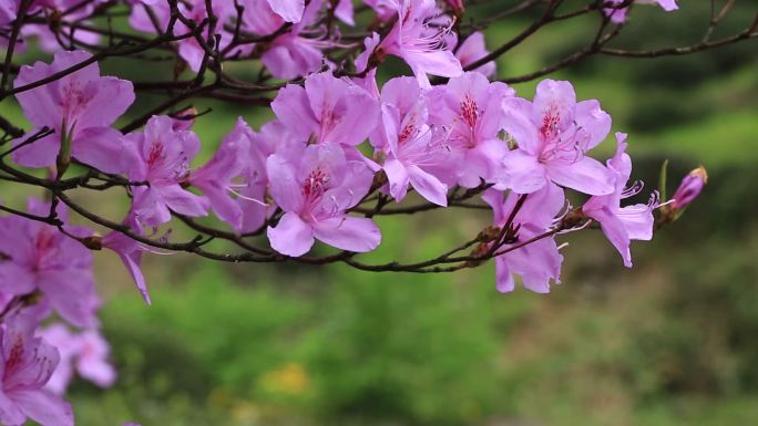 浙江东白山杜鹃花映山红紫色满山红开花