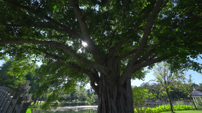 4K正版-实拍城市公园阳光透过百年老树