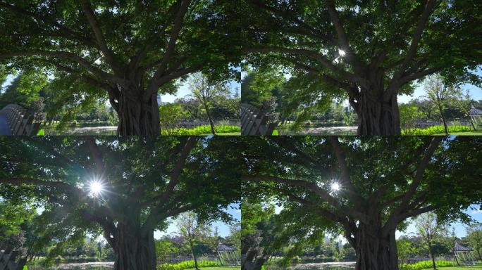 4K正版-实拍城市公园阳光透过百年老树