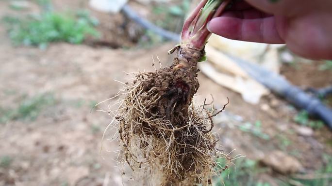 草莓根腐病 红中柱 红心病 病害 根 茎