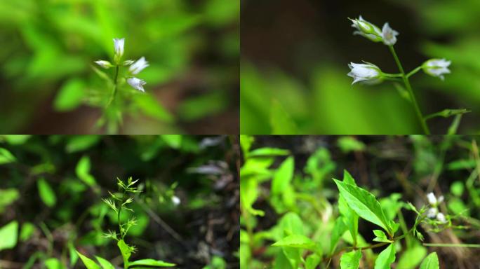 黑腺珍珠菜 植株  花 花蕾 叶片 茎秆