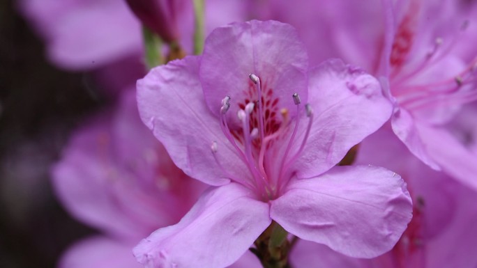 浙江东白山杜鹃花紫色杜鹃王花朵特写