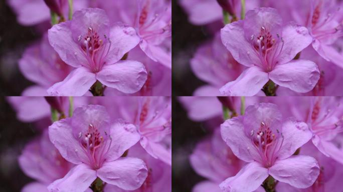 浙江东白山杜鹃花紫色杜鹃王花朵特写