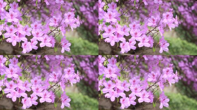 浙江诸暨东白山龙门顶杜鹃王开花紫色花朵