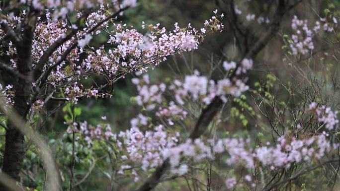 浙江山区春天山林野樱花盛开自然安静原声