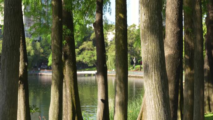 4K正版-实拍城市公园树林中的光影
