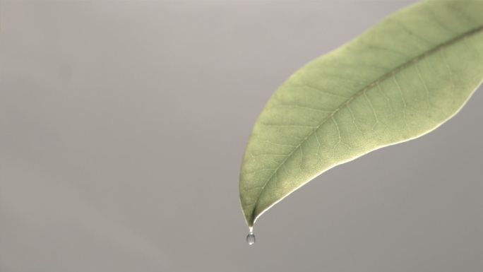 在白色的背景下，水滴以超慢的动作从树叶上落下