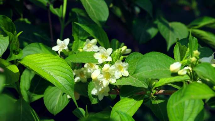 海仙花 花期 植株 花序 花 花蕾 叶片