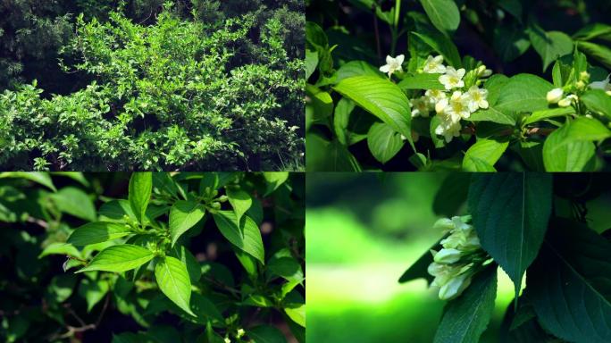 海仙花 花期 植株 花序 花 花蕾 叶片