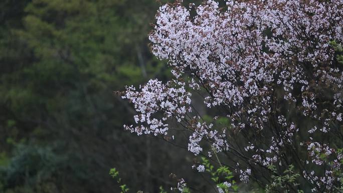 浙江山上春天白色粉红野樱花盛开实拍原素材