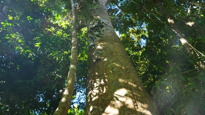 热带雨林里的大树