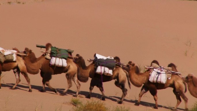 一带一路骆驼商队丝绸之路