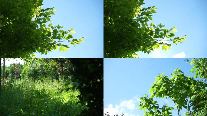 树叶绿植阳光夏天空镜