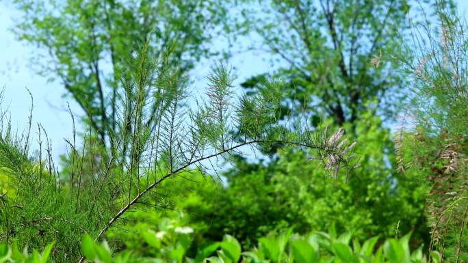 柽柳 垂丝柳 生境 花期 植株 花 叶