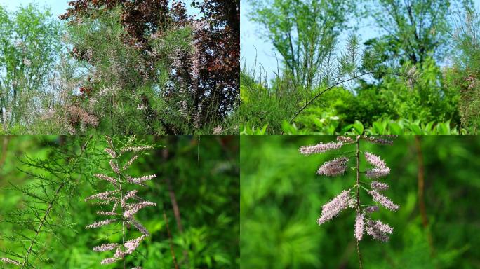 柽柳 垂丝柳 生境 花期 植株 花 叶