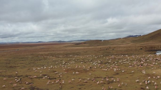 羊群 草原 航拍 甘南 牧场 秋季牧场