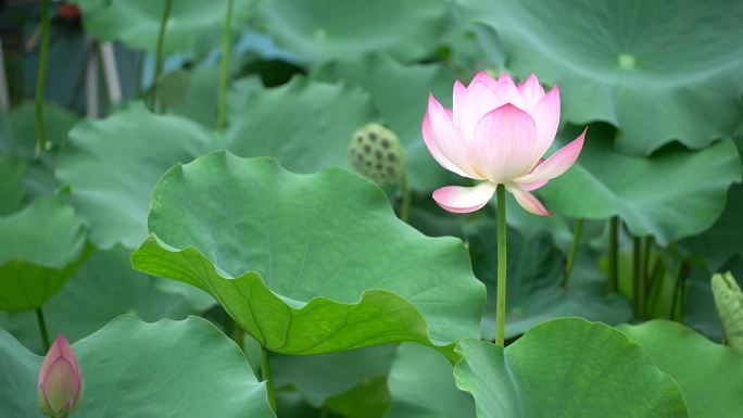 亚艺公园荷花人物欣赏荷花池美景