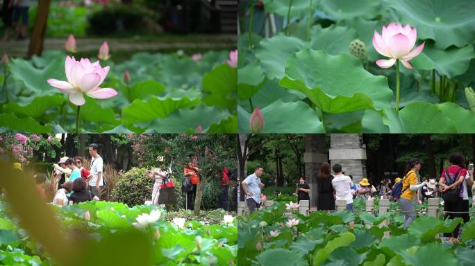 亚艺公园荷花人物欣赏荷花池美景